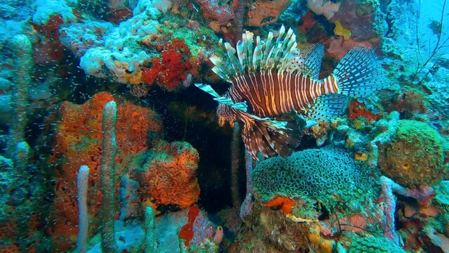 Cartagena - Diving - Admiring a lion fish next to colorful corals