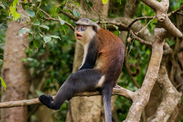 Amazing Mona monkeys in Tafi Atome Monkey Sanctuary, Ghana