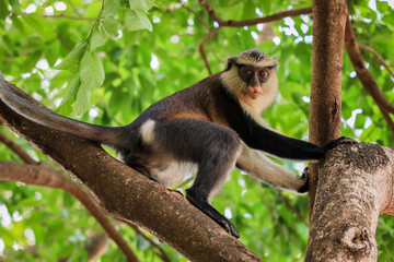 Obraz premium Amazing Mona monkeys in Tafi Atome Monkey Sanctuary, Ghana