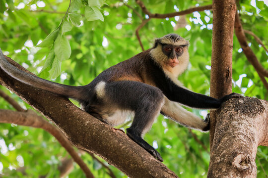 Amazing Mona monkeys in Tafi Atome Monkey Sanctuary, Ghana