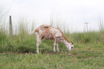 Goat grazing on a green grassland, goat eating grass on meadow