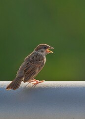 red winged blackbird