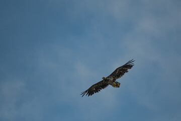 White tailed eagle ( Haliaeetus albicilla ) flying over the blue sky