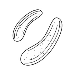 Flat vector linear illustration of a cucumber in the doodle style on a white background.