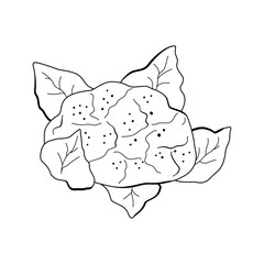 Flat vector linear illustration of cauliflower in doodle style on a white background.