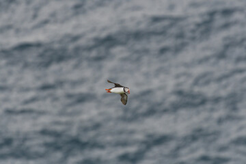 Atlantic puffin (Fratercula arctica) flying over the ocean. Common puffin