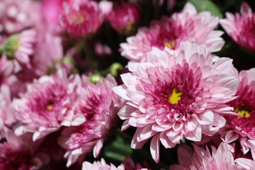 Obraz premium Close up view of a beautiful bouquet of mixed coloful flowers . The concept of a flower shop and flower delivery as a family business, florist work.