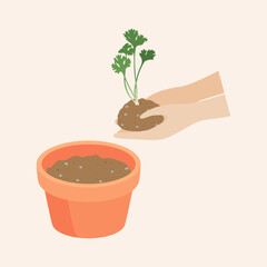 Hand holding a coriander plant to be forwarded to flowerpot vector