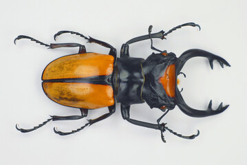 Beetle isolated on white. Giant stag beetle Odontolabis lacordairei macro. Collection beetle,...