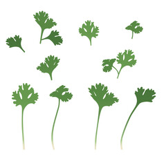 green coriander Leaves Flat Vector illustration
