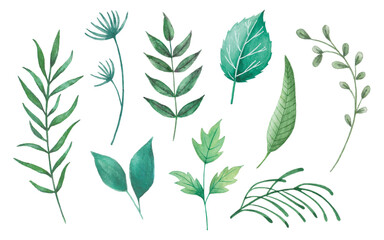 Watercolor leaves set, various green leaf and branch illustration, decorative element design for greeting card, wedding invitation and background.