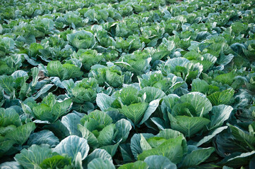 Fototapeta na wymiar young cabbage grows in the farmer field, growing cabbage in the open field. agricultural business