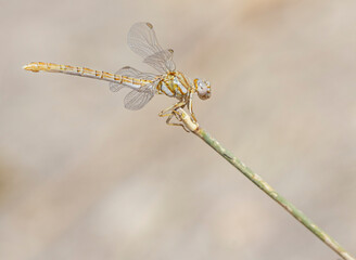 dragonfly on a branch