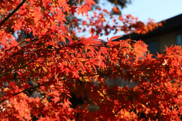 日本の秋の公園に茂る真っ赤なモミジの葉の風景