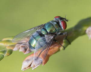 fly on leaf