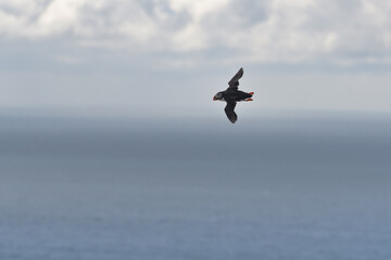 Atlantic puffin (Fratercula arctica) with fish inflight. Common puffin