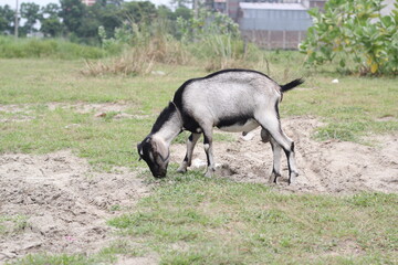 Naklejka na ściany i meble Goat eating grass on a meadow, goat grazing on a farmland
