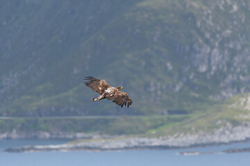 White tailed eagle ( Haliaeetus albicilla ) flying over the bay
