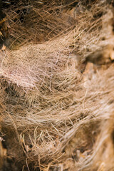 Close-up of the trunk of a palm tree. The texture of the tree bark. Natural material. Abstract background.