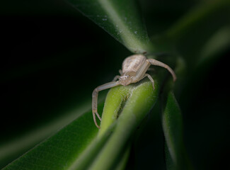 spider on a green leaf