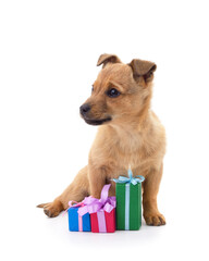 One little dog with a gifts.