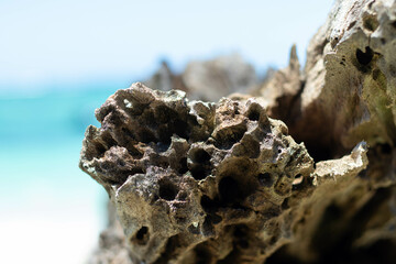 Beautiful dry coral rock on the beach