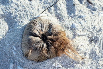 Coconut shell on sandy beach