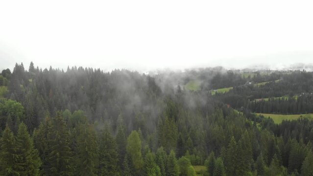 Ukraine. Carpathians mountains. Fog forest. Drone footage 4k.