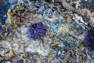 urchin and coral reef in the ocean