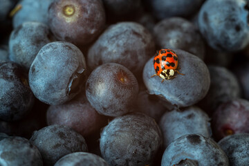 ladybug on fresh blueberries, macro photography of a ladybug and blueberries