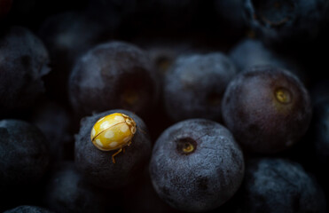 yellow ladybug on blueberries, macro photo of a ladybug