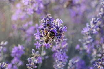 Closeup view of beautiful lavender flowers with bee in field