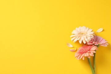 Obraz premium Beautiful gerbera flowers and petals on yellow background, flat lay. Space for text
