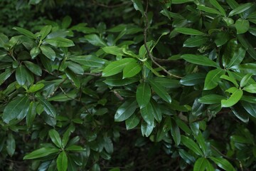 Beautiful tropical tree branches with green leaves outdoors, closeup