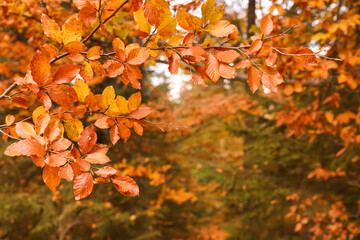 Branches with beautiful orange leaves in autumn park