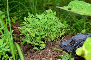 Fresh fenugreek vegetable in the farm, In India
