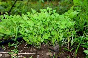 Fresh fenugreek vegetable in the farm, In India