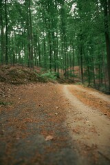 A close up of and off-road forest pathway with blurred background in summer. Concept photo of summer adventures in woods.