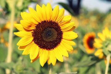 sunflowers in the field