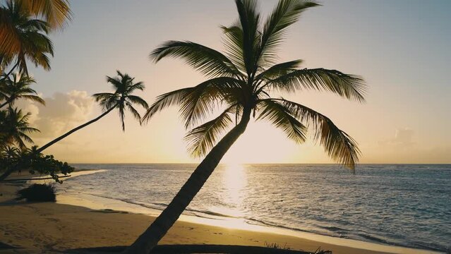 Silhouette of a palm tree against the backdrop of sunset. The yellow sun sets over the blue sea. Evening Mexican beach in the rays of the setting sun. Camera no motion.