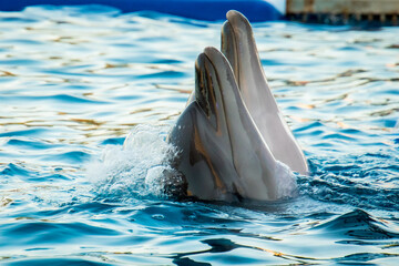 Two dolphin together perform in show together heads up in Batumi delphinium