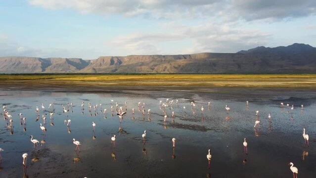 A drone shot of flamingos walking on  Lake Natron with a reflection in the water, the mountains and Ol Doinyo Lengai volcano in the background during sunrise hours in Tanzania, North Africa.
