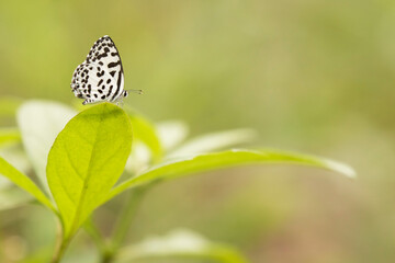 Common pierrot butterfly rest on a leafy area