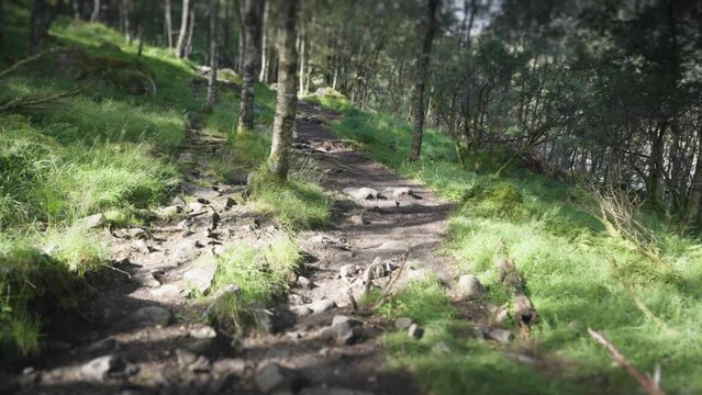 A rocky trail goes up through the forest. Slow-motion, pan forward.