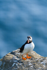 Atlantic puffin (Fratercula arctica) sitting on a rock. Common puffin