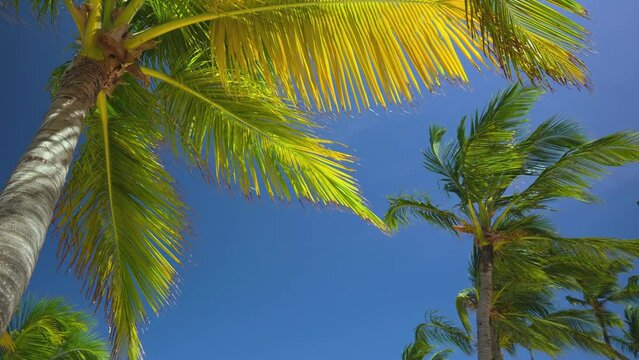 Bright blue sky background over a tropical beach with palm trees, view from below. Travel and recreation in an exotic country. Tree branches and sky. Camera no motion.