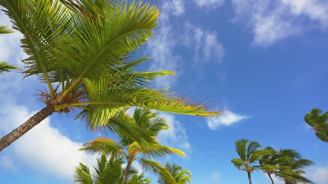 Caribbean beach with coconut trees on a sunny day. Azure sky background and green palm leaves. Relax on a paradise beach. No motion camera.