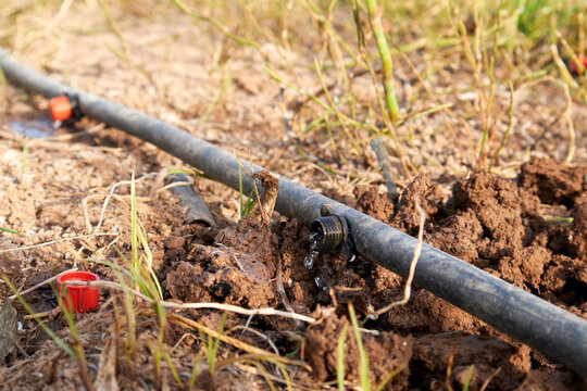Drip irrigation pipes with water in orchard