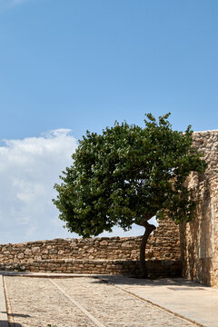 Tree and wall, minimalist concept of rural nature