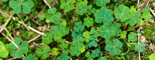 Background from green clover leaves. Forest biosphere.